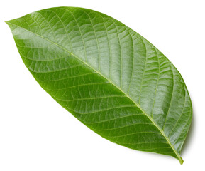 Walnut leaves isolated