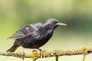 Common starling, Sturnus vulgaris. A bird sits on a beautiful branch
