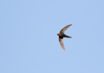 Common swift, Apus apus. A bird flies against a blue sky