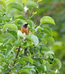 Common redstart, Phoenicurus phoenicurus. The male bird sits on a branch among the leaves