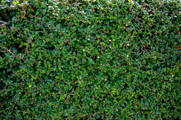 Cover green leaf wall for design and eco-friendly wall, Nature concept.