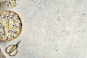 Lawn daisy flowers collected in spring in a wicker basket with copy space
