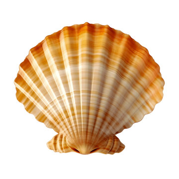 Top view of scallops shell isolated on white background 