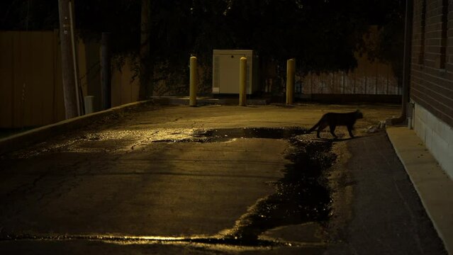 Lockdown Shot Of Stray Cat By Puddle In Alley At Night - Kansas City, Missouri