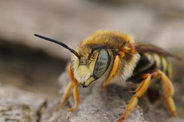 Close-up on the Mediterranean Seven-toothed Red-Resin Bee, Rhodanthidium septemdentatum
