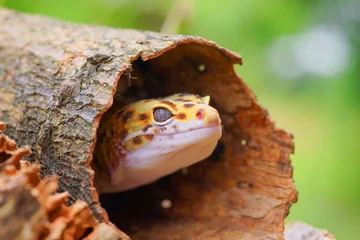 Foto op Aluminium leopard lizard gecko, gecko on wood, © andri_priyadi
