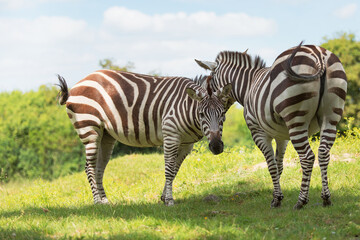 Fototapeta na wymiar Two zebras stand side by side in a meadow. Striped mammals are animals of the horse genus. Conservation and protection of animals in Africa, Ethiopia.
