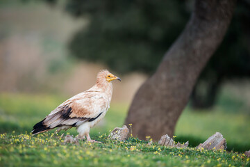 Egyptian vulture (Neophron percnopterus) in the wild