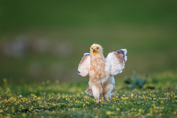 Egyptian vulture (Neophron percnopterus) in the wild