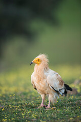 Egyptian vulture (Neophron percnopterus) in the wild