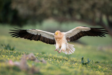 Egyptian vulture (Neophron percnopterus) in the wild