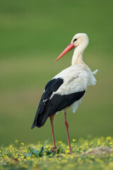 White stork (Ciconia ciconia) in the wild
