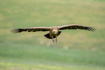 Griffon vulture (Gyps fulvus) in the wild