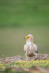 Egyptian vulture (Neophron percnopterus) in the wild