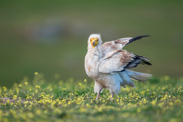 Egyptian vulture (Neophron percnopterus) in the wild