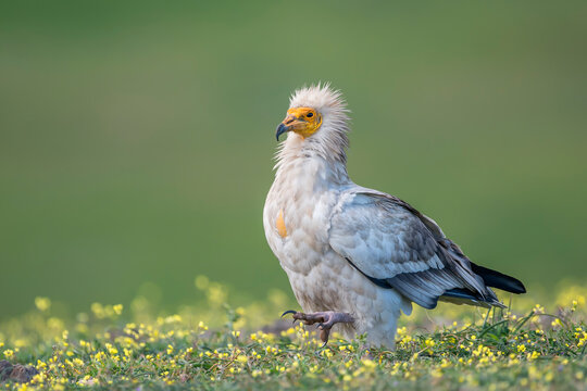 Egyptian vulture (Neophron percnopterus) in the wild