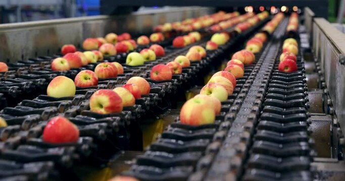 Clean fresh apples moving on conveyor sorting by the machine in a fruit packing warehouse, close up indoors footage
