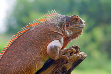 albino iguana on a branch, albino iguana, blue iguana, red iguana, frog, 