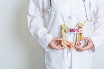 Doctor holding human Colon anatomy model. Colonic disease, Large Intestine, Colorectal cancer,...