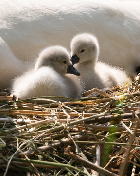 closeup of two baby swans in a nest