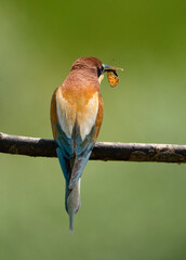 bee-eater eat butterfly