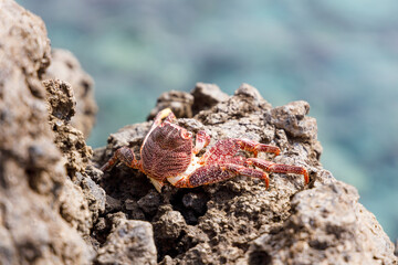 Running crab standing on rocks on the Atlantic coast of the canary islands
