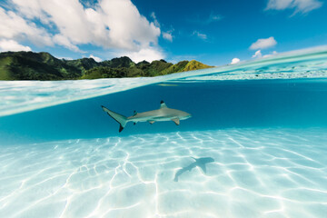 Tiburón nadando en un banco de arena con la isla de Moorea en Polinesia Francesa de fondo
