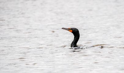 Cormorant swiming  in  water  close up with copy space