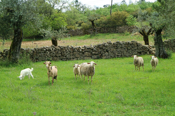 Ovejas en Portugal
