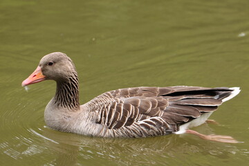 greylag or graylag goose (Anser anser) swimming in a pond