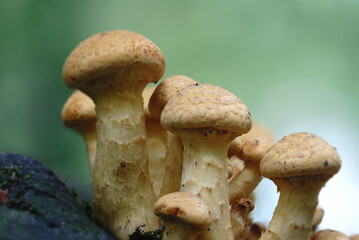 Pilze im Wald