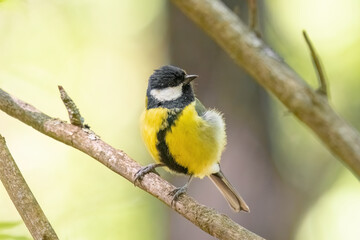 tit is sitting on a tree branch