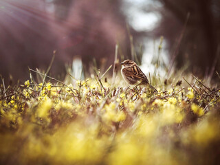 bird in the grass