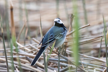 White Wagtail (Motacilla alba) sitting on a branch