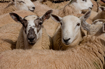 UK, Wales, Powys, Builth Wells, sheep at market