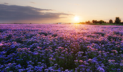 Blooming phacelia flowers purple field under the red colors of the summer sunset. Agriculture farm nature landscape