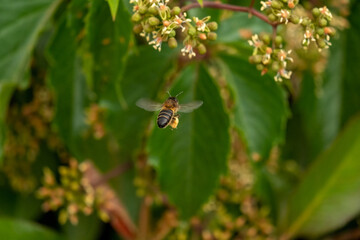 Bee collecting pollen at yellow flower. Bee flying over the yellow flower in blur background