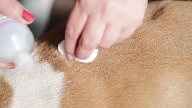 treating a wound in a dog with a disinfectant solution.