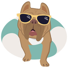 Happy American pit bull dog with sunglasses and floating ring, air mattress for summer
