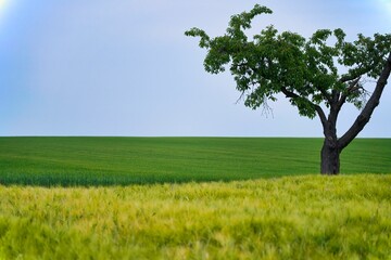 Gr&uuml;nes Gerste- und Weizenfeld mit Kirschbaum im Fr&uuml;hsommer