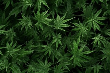 Majestic soft cannabis marijuana background Generative AI
