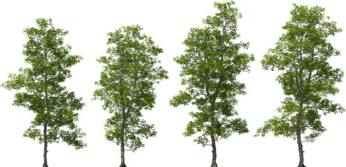 tree trees scale bark hickory hq arch viz cutout