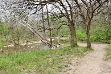 A view of the creek from the forest.