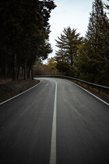 Winding road in the forest