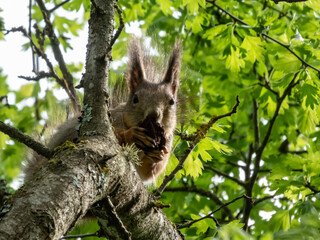 Red Squirrel (Sciurus vulgaris) with summer orange and brown coat sitting on a tree branch and holding in paws a pine cone in bright sunlight surrounded with green leaves