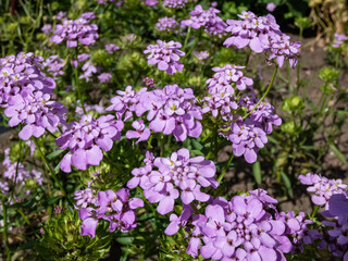 Iberis umbellata 'Dwarf Fairyland Mix' with narrow leaves flowering with flowers in clusters in purple shades in summer