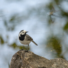 Close up shot of a wagtail standing on the rock and looking behind