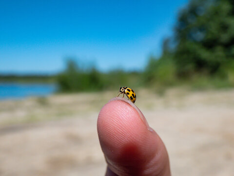 Macro of the yellow 22-spot ladybird (Psyllobora vigintiduopunctata or Thea vigintiduopunctata) on a womans fingertip outdoors with water and green landscape in background