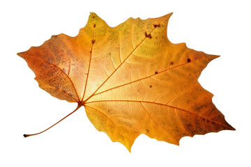 Fototapeta premium Single orange and yellow autumn leaf on transparent background. Generative AI illustration