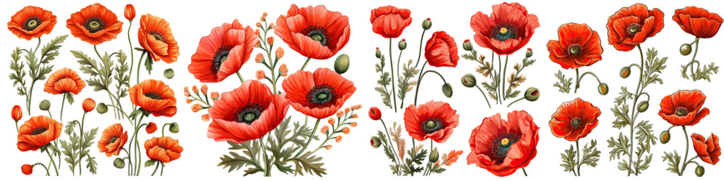 Set of Poppy flower Watercolor collection of hand drawn flowers , Botanical plant illustration transparent background, PNG ,Generative AI